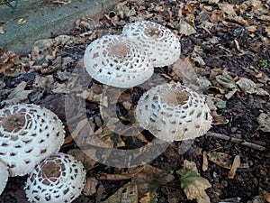 Agaricus campestris squamosus mushrooms