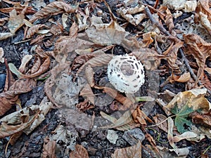 Agaricus campestris squamosus mushrooms