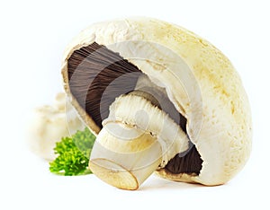 'Agaricus' mushrooms