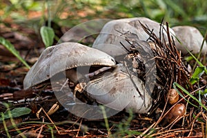 Agaricus mushrooms