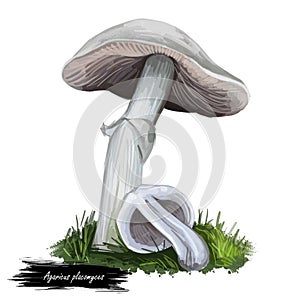 Agaricus placomyces mushroom closeup digital art illustration. Boletus has white fruit body and cap, grows under hardwoods.