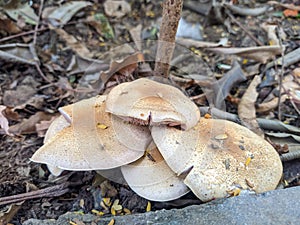 Close up of a Agaricus placomyces