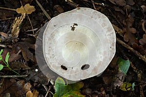 Agaricus placomyces will make you sick.