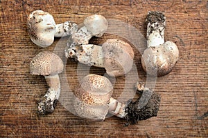 Agaricus porphyrocephalus mushroom