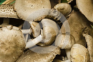 Agaricus praeclaresquamosus mushrooms