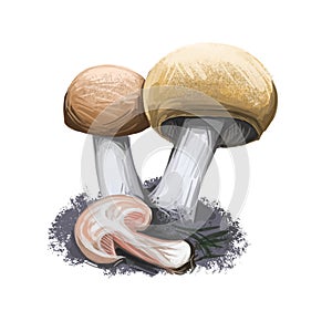 Agaricus silvaticus scaly wood blushing Wood or pinewood mushroom. Flat-bulb mushroom edible fungus isolated on white