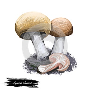 Agaricus silvaticus scaly wood blushing Wood or pinewood mushroom. Flat-bulb mushroom edible fungus isolated on white. Digital art