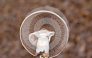 Agaricus silvicola is a member of Agaricus section Arvenses, a group of morphologically similar mushrooms