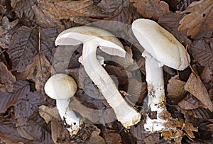 Agaricus silvicola is a member of Agaricus section Arvenses, a group of morphologically similar mushrooms