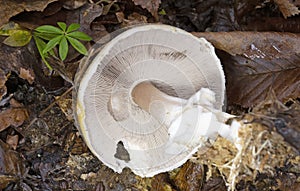 Agaricus silvicola is a member of Agaricus section Arvenses, a group of morphologically similar mushrooms