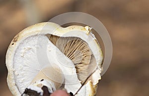 Agaricus silvicola is a member of Agaricus section Arvenses, a group of morphologically similar mushrooms