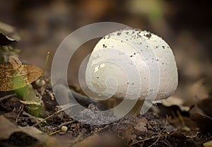 Agaricus silvicola. in the natural forest background.