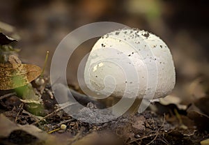 Agaricus silvicola. in the natural forest background. photo