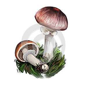 Agaricus subrutilescen wine-colored mushroom of the genus Agaricus. Flat-bulb mushroom edible fungus isolated on white