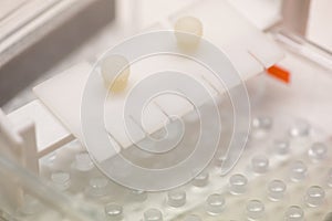 Agarose slab mold and well comb in science lab