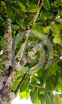 Agarwood tree in the forest