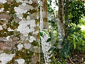 Agarwood tree in the forest