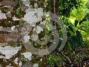 Agarwood tree in the forest
