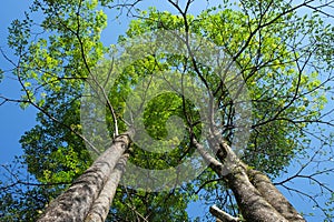 Agarwood tree with shady leaves