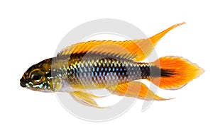 Agassiz`s dwarf cichlid Apistogramma Agassizii aquarium fish photo