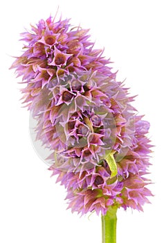 Agastache (Anise Hyssop) Flower Head Isolated on White Background