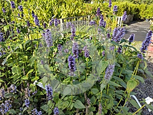 Agastache 'Blackadder'