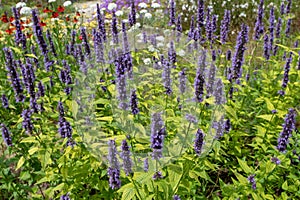 Agastache or giant hyssop flowering plant