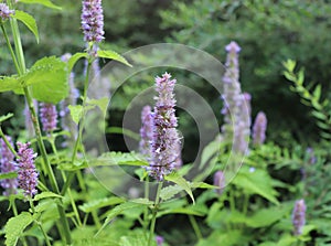 Agastache rugosa is a medicinal and ornamental plant. They are commonly known as Korean Mint. Herbs in the garden