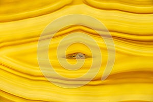 Agat, colored cut in a macro