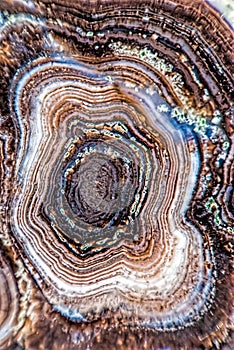 Agate motley close up