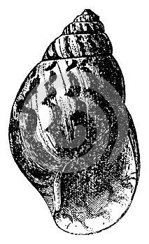 Agate Shell, vintage illustration