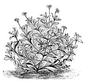 Agathaea Coelestis Flower vintage illustration