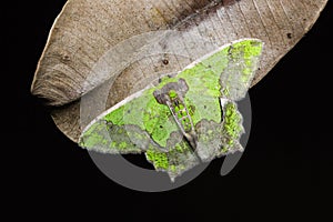 Agathia codina moth on dried leaf