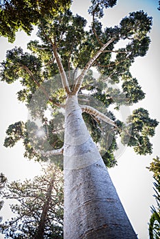 Agathis dammara, big tree