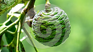 Agathis robusta (Dundathu pine, kauri pine, Queensland kauri, Australian kauri) fruit