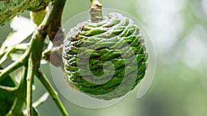 Agathis robusta (Dundathu pine, kauri pine, Queensland kauri, Australian kauri) fruit