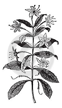 Agathosma crenulata or Barosma crenulata, plant, leaves, vintage engraving photo