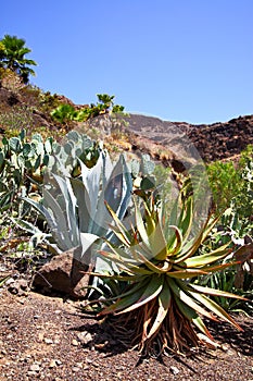 Agava cactuses