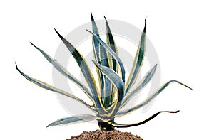 Agava isolated on white