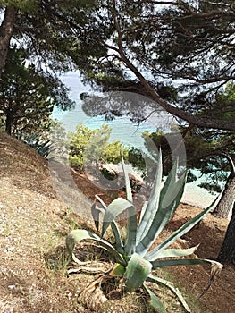 Agava and pines by the sea