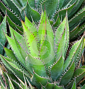 Agavacae Succulent Plant in Spring Garden