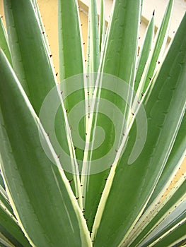 Agavaceae Agave angustifolia. Geometric nature background, Plant of branches with thorns in tropical garden.