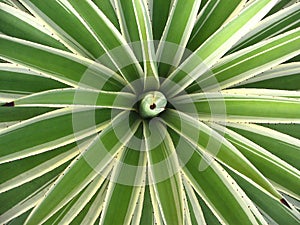 Agavaceae Agave angustifolia. Geometric nature background, Plant of branches with thorns in tropical garden.