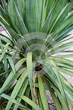 Agavaceae yucca plant leaf side and front view green leaves with sand and stone floor