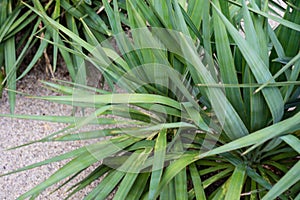 Agavaceae yucca plant leaf side and front view green leaves with sand and stone floor