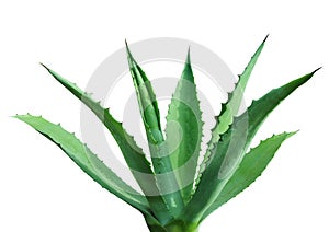 Agave photo