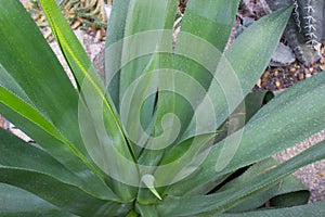 Agave