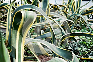 agave