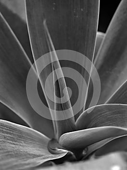 Agave