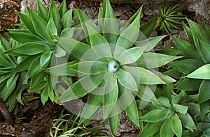 AGAVE agave attenuata